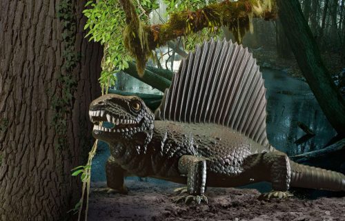 Revell - Dinosaurs - Dimetrodon 1:13 (6473)